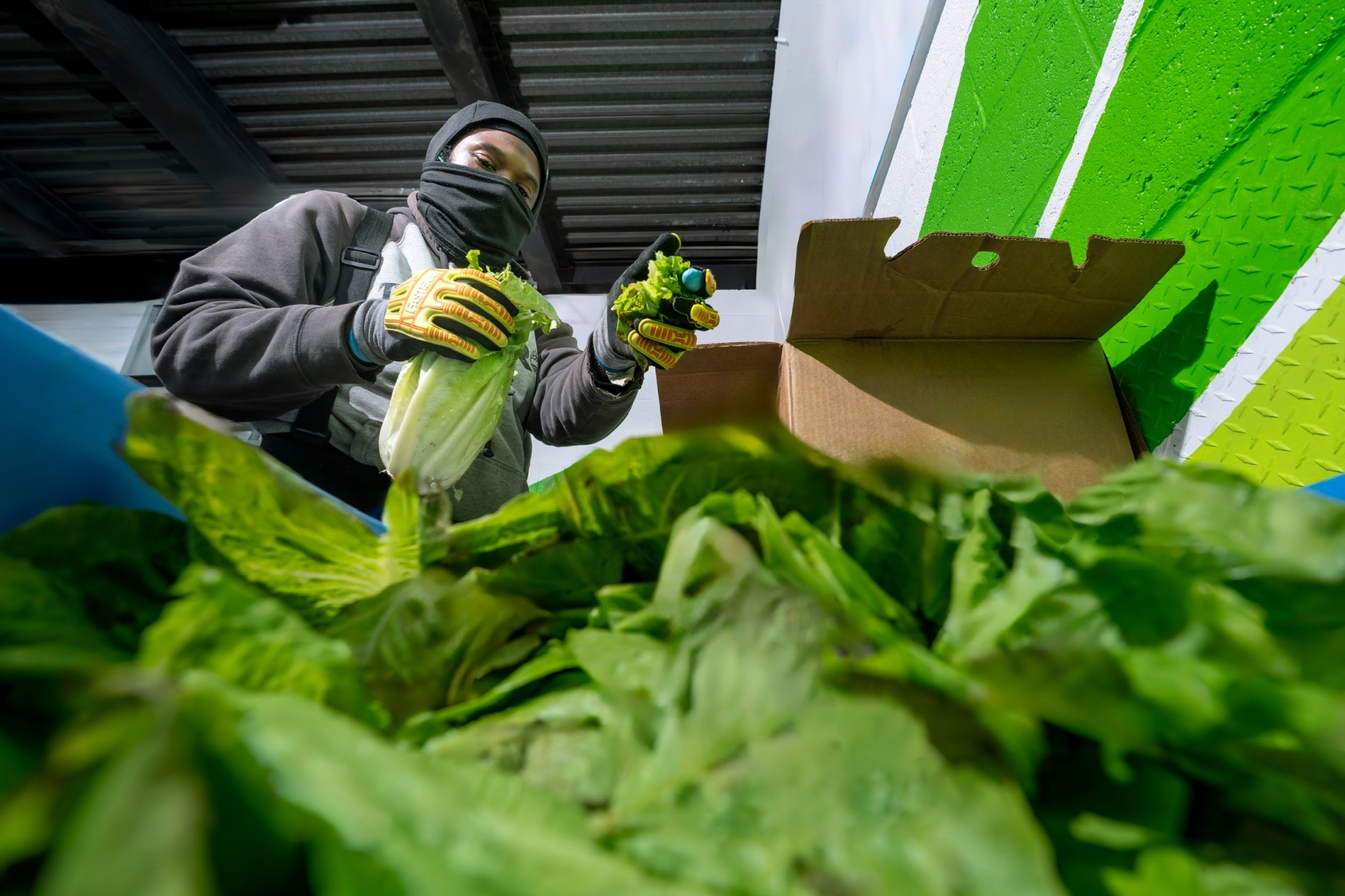 Sharing Excess team member sorting fresh rescued produce
